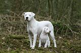 DOGUE ARGENTIN 332